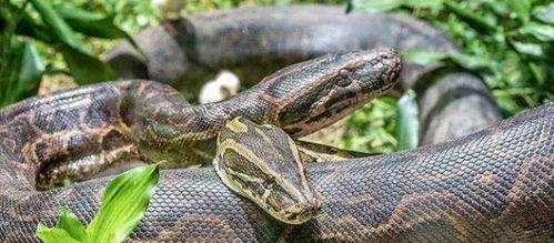 国产棕黑蛇捕食视频大全,惊心动魄的自然猎杀全纪录