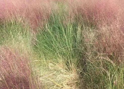 国产乱子乱实视频,揭秘网络迷雾下的真实世界