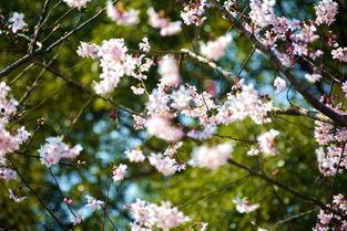 国产国产樱花在线视频,浪漫绽放的东方风情