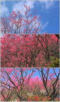 国产国产樱花在线视频,浪漫绽放的东方风情