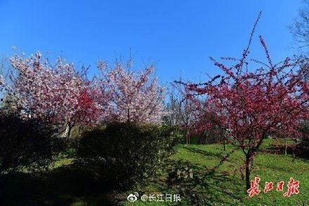 国产国产樱花在线视频,浪漫绽放的东方风情