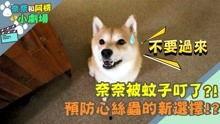 柴犬国产动画视频播放
