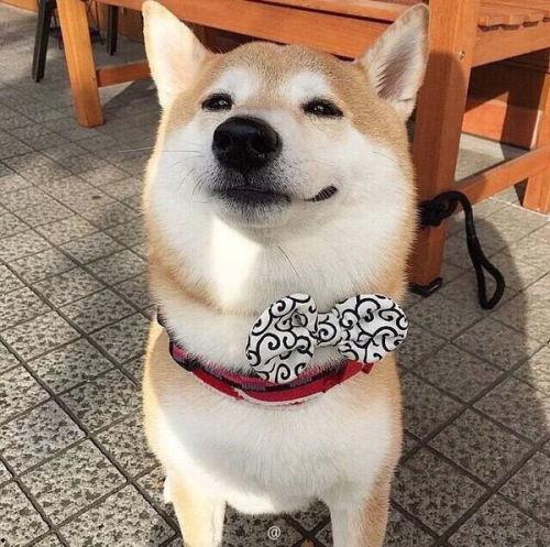 柴犬国产动画视频播放