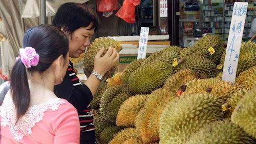 泰国产地榴莲采摘视频,镜头下的采摘瞬间