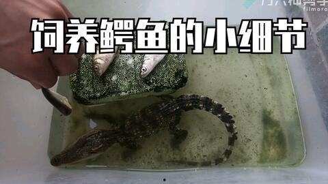 国产鳄鱼养殖视频播放,揭秘生态养殖新篇章