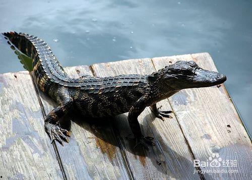 国产鳄鱼养殖视频播放,揭秘生态养殖新篇章