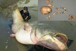 国产超级大鲶鱼视频