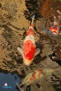 国产自乐鱼儿视频在线,畅享欢乐时光，解锁生活新乐趣
