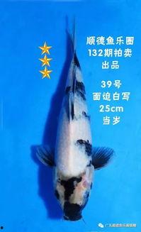 国产自乐鱼儿视频在线,畅享欢乐时光，解锁生活新乐趣