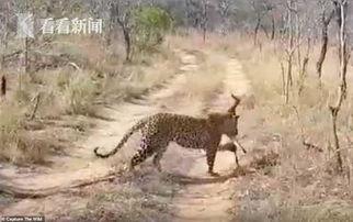 国产猎豹发展史视频解说,从诞生到辉煌的传奇历程