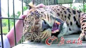 国产猎豹发展史视频解说,从诞生到辉煌的传奇历程